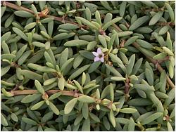 Sesuvium portulacastrum