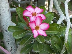 Adenium