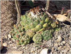 Coryphantha bumamma