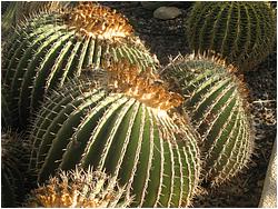 Echinocactus