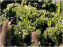 Euphorbia lactea f. cristata