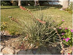 Hesperaloe parviflora