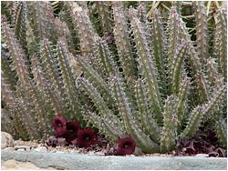 Huernia