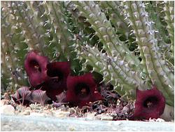 Huernia schneideriana