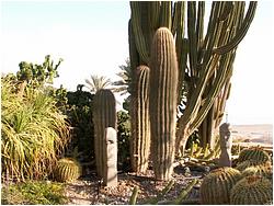 Pachycereus pringlei