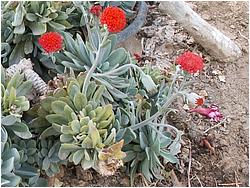 Senecio cephalophorus