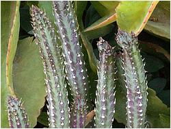 Senecio stapeliaeformis 