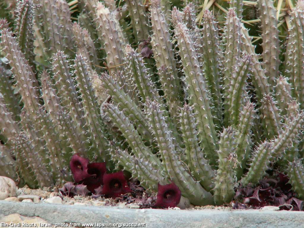 Huernia+schneideriana