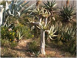 Aloe dichotoma