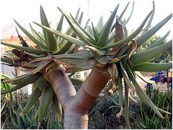 Aloe pillansii