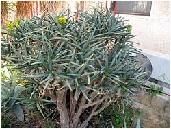 Aloe ramosissima