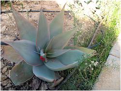 Aloe striata