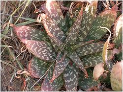 Aloe af. zebrina