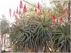 Aloe af. pluridens