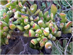     (C. portulacea X lactea)