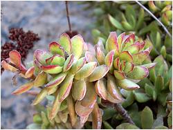 Crassula dejecta