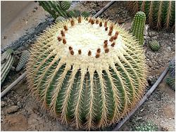 Echinocactus grusonii