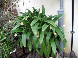 Haemanthus