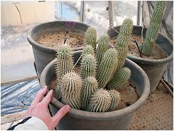 Hoodia gordonii