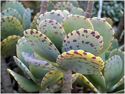 Kalanchoe marmorata 