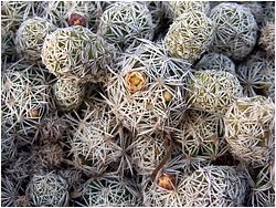 Mammillaria gracilis