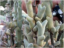 Ruschia stenophylla