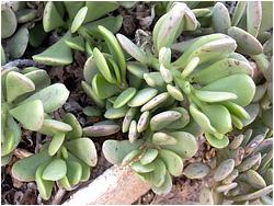 Senecio jacobsenii