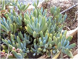 Senecio serpens