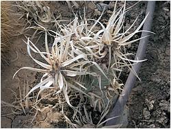 Tephrocactus articulatus papyracanthus