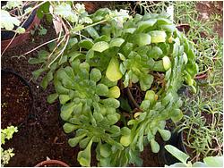 Aeonium ciliatum