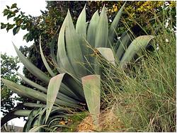 Agave fourcroydes