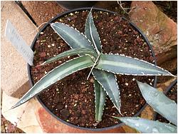 Agave kerchovei