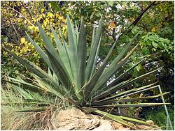 Agave sisalana