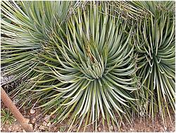 Agave striata