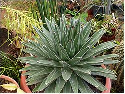 Agave victoria-reginae