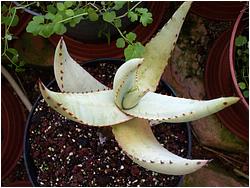 Aloe asperifolia