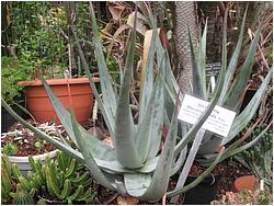 Aloe cryptopoda