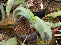 Aloe melanacantha