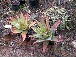 Aloe microdonta