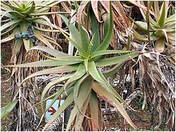 Aloe pluridens