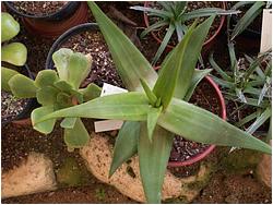 Aloe scobinifolia