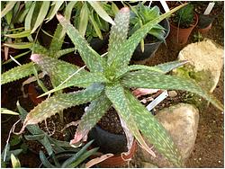 Aloe trichosantha