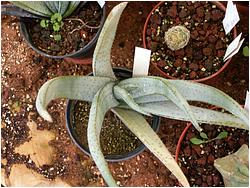 Aloe wickense