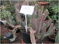 Caralluma speciosa