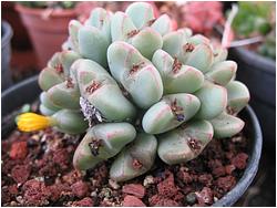 Conophytum quaesitum