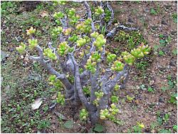     (C. portulacea X lactea)