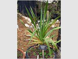 Dracaena draco