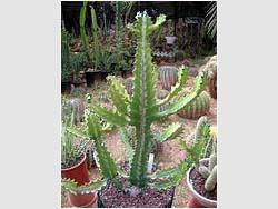 Euphorbia lactea