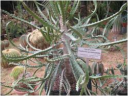 Euphorbia persistentifolia