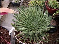 Euphorbia pugniformis 